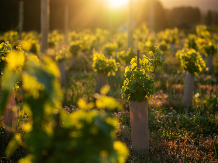 vineyard