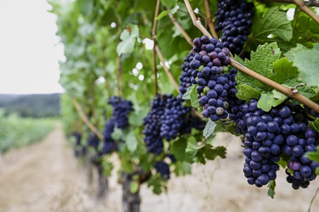 purple grapes on vines