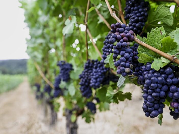 purple grapes on vines