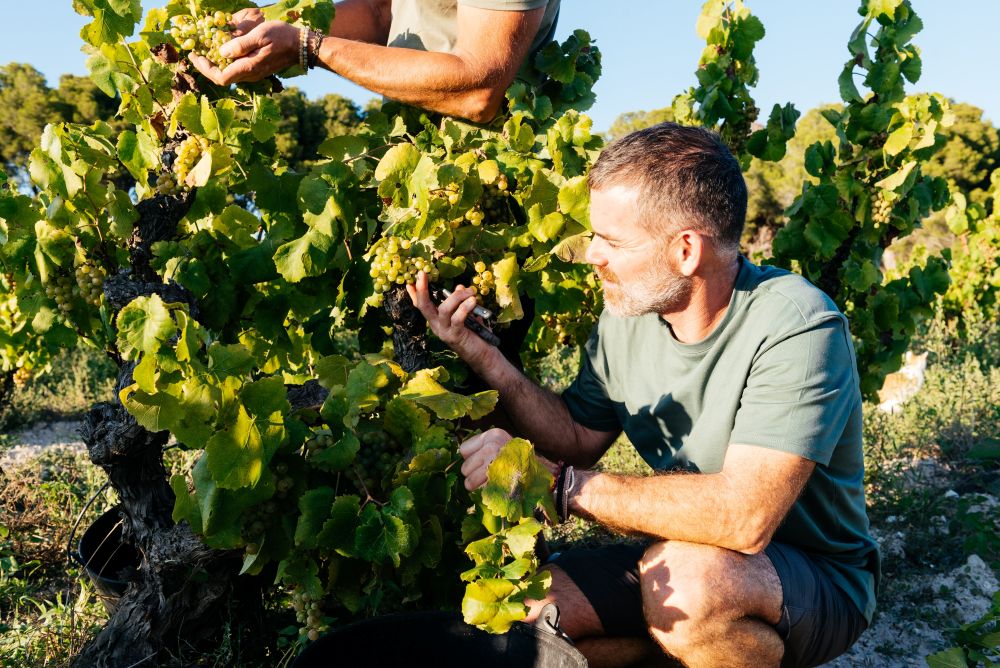 Grapes