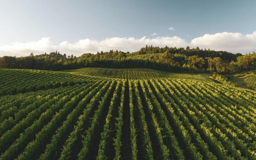 Oregon Wine Board and Erath Family Foundation Announce Research Collaboration, Awarding Nearly $400,000 for Viticulture and Enology Research