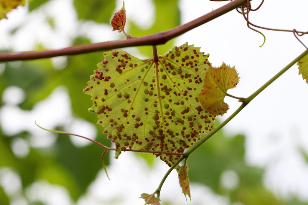 Phylloxera
