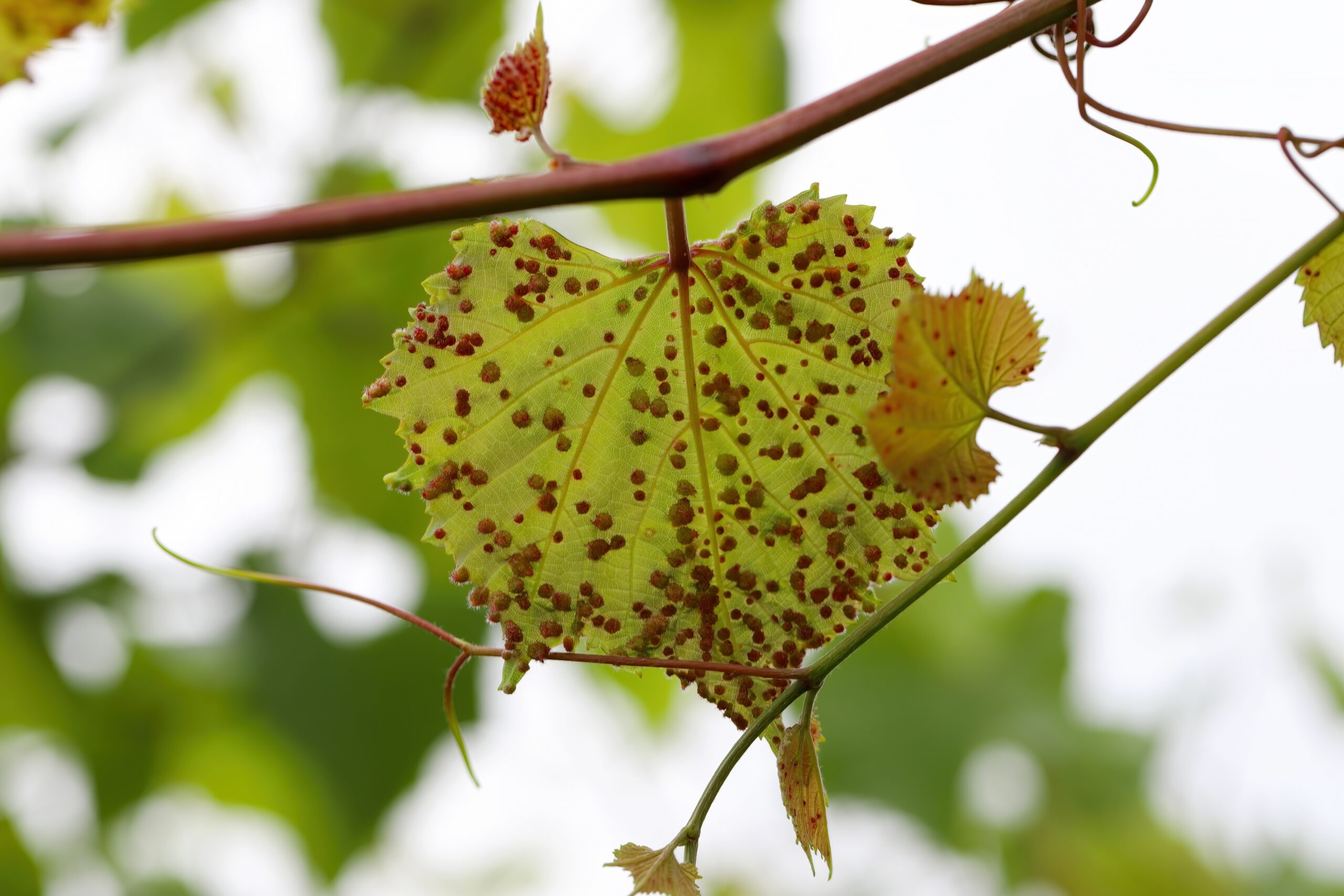 Phylloxera