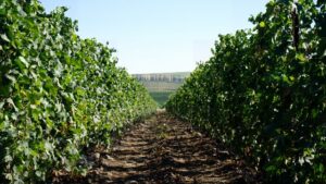rocks and vineyard