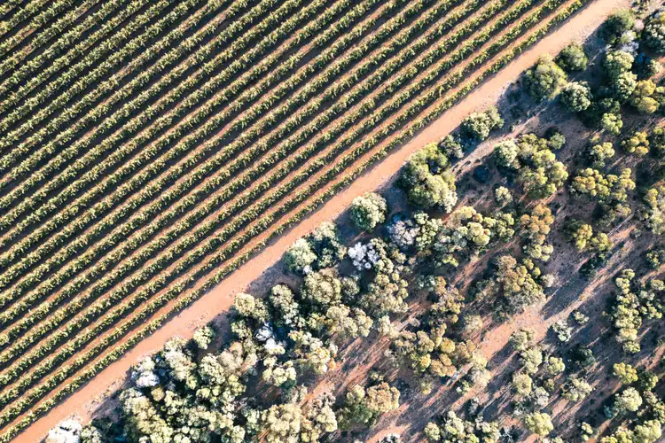 What Do Trees Really Do for Wine? More Than You Probably Think