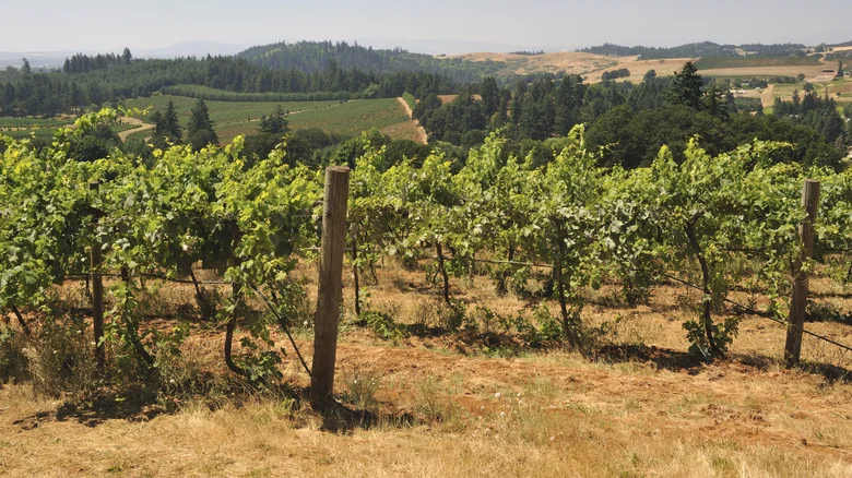 The 7 Best Oregon Wines To Add To Your Tasting List