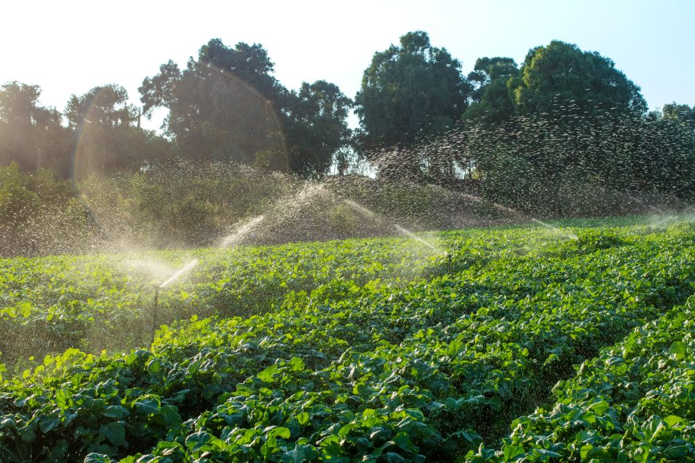 Vineyard being watered