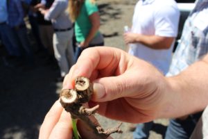 Dr. Smart trunk disease