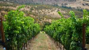 vineyard in Columbia Valley