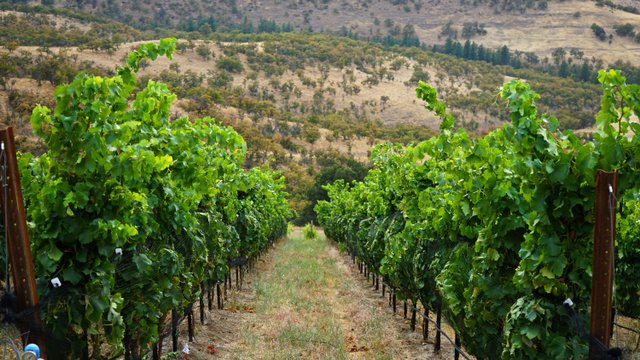 vineyard in Columbia Valley